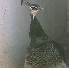 Lizzie.JPG (11425 bytes)