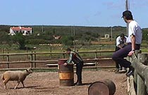 Mario_safe.JPG (14866 bytes)