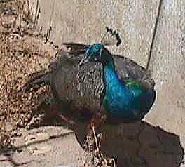 MrDarcy.JPG (24377 bytes)