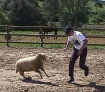 Perky_chases.JPG (22793 bytes)