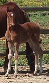 Sporting2.JPG (26356 bytes)