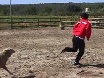 They_run.JPG (19146 bytes)