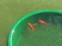 newsmallfish.JPG (9651 bytes)