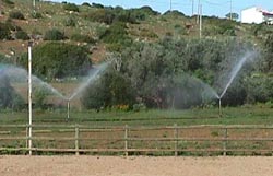 pasturespray.JPG (16780 bytes)