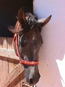 perola.JPG (17834 bytes)