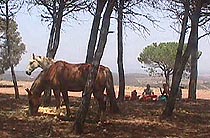 picnic in forest.JPG (20965 bytes)