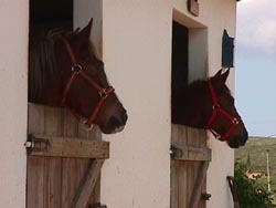 visitingmares.JPG (11134 bytes)