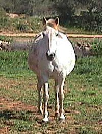 FattiPatti.JPG (25517 bytes)