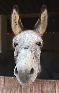 Looking for the ladies.JPG (18211 bytes)