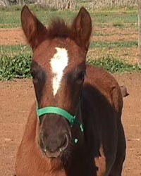 Sonhar2mth.JPG (17513 bytes)