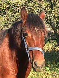 Sporting 1 year old.JPG (27946 bytes)