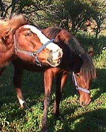 Sporting and Uncle Perdido.JPG (28287 bytes)