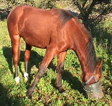 Sporting1year.JPG (28056 bytes)