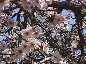 Spring is here.JPG (39109 bytes)