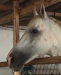 Fouquet.JPG (18262 bytes)