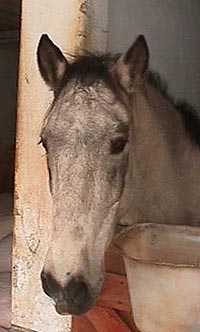 Sol.JPG (18354 bytes)