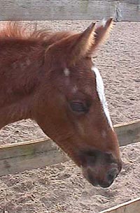 Sonhar1mth.JPG (23563 bytes)