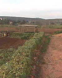 hedgeafter.JPG (18223 bytes)