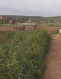 hedgebefore.JPG (16481 bytes)